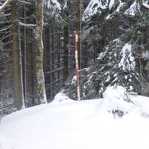 Nojby na vrcholu Čimický vrch (19.1.2021 12:07)