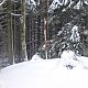 Nojby na vrcholu Čimický vrch (19.1.2021 12:07)