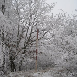 ZdenkaV on the summit of Tříslový (31.1.2026 9:51)