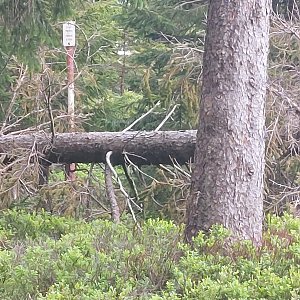 Cyklista 73 na vrcholu Černá skála (21.5.2022 18:33)