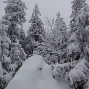 Nojby na vrcholu Černá skála (31.1.2026 13:12)