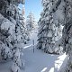 Nojby na vrcholu Černá skála (12.2.2021 10:50)