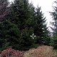 Jiřina na vrcholu Střední Kyčera - S (14.11.2021)