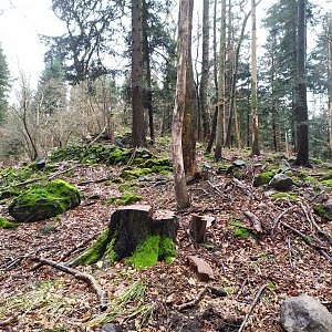 Petra na vrcholu Hradiště Jáma (3.2.2021 13:53)