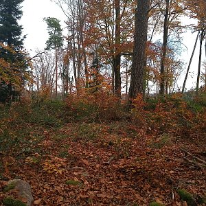 VěrkaN na vrcholu Matějkův vrch (29.10.2022 13:16)