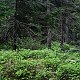 Bouřka na vrcholu Kozlí hřbet (31.5.2019 12:05)