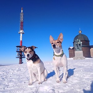 Jack Russel Tourrier na vrcholu Radhošť (25.1.2020 9:58)