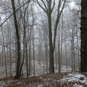 krupjan na vrcholu Bradlec (19.1.2025 10:27)