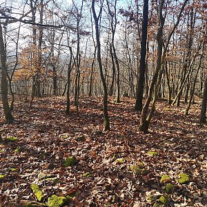 Cody na vrcholu Kocouřina (7.1.2023)