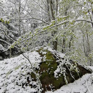 Šárka na vrcholu U Vašutků S vrchol (21.4.2024 13:39)