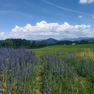 Zdena Trommler na vrcholu Kocmínek SZ (20.6.2026 15:35)