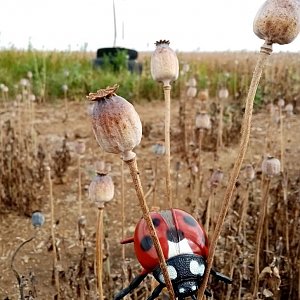 Jiřina na vrcholu Oddavky (30.7.2022 15:05)