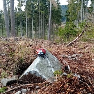Jiřina na vrcholu Vinná hora (16.3.2024 16:51)