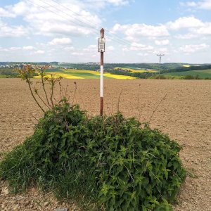 Šárka on the summit of Nad Stádlem (7.5.2025 11:18)