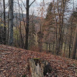 Šárka na vrcholu Čertův Mlýn (16.11.2021 15:23)