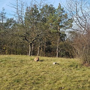 Cesty Haničky a Milana na vrcholu Chlum (18.11.2020 12:52)