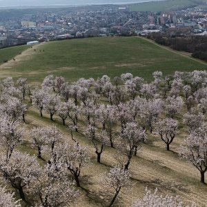 Zub na vrcholu Hustopečský starý vrch (25.3.2026 12:10)