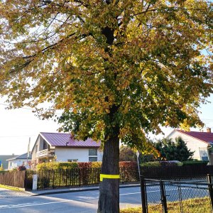Šárka na vrcholu Husarůvka (24.10.2024 16:07)