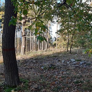 Begonie na vrcholu Vystrkov (14.10.2022 16:45)