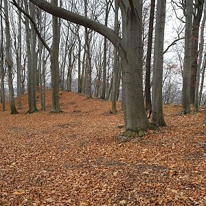 Petr Pepe Peloušek na vrcholu Kamenice Z vrchol (17.11.2021 9:35)