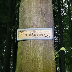 Šárka na vrcholu Bělský les (16.6.2026 19:25)