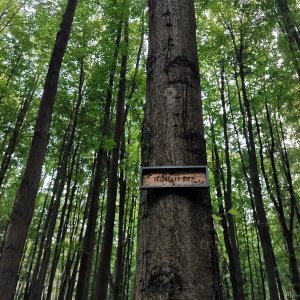Šárka na vrcholu Bělský les (29.6.2026 18:22)