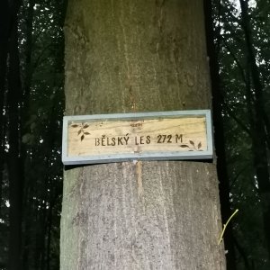 Šárka na vrcholu Bělský les (17.8.2026 17:48)