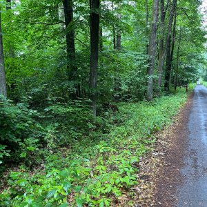 Radka D na vrcholu Závišník J vrchol (12.7.2026 16:12)
