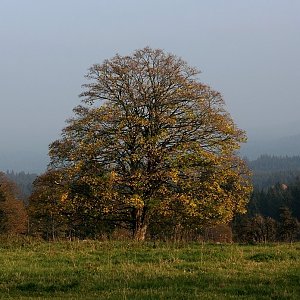 Holi na vrcholu Doupná hora - JZ vrchol (19.10.2018 15:10)