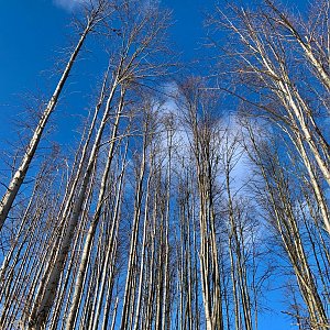 Křižanovská vrchovina