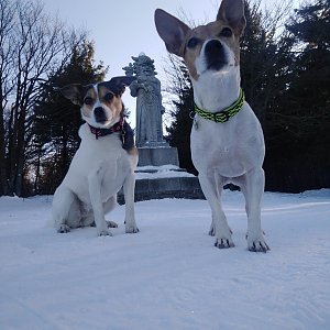 Jack Russel Tourrier na vrcholu Radegast (25.1.2020 10:02)