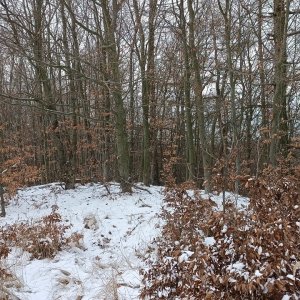 Milda na vrcholu Sněženkový kopec (12.1.2026 11:24)