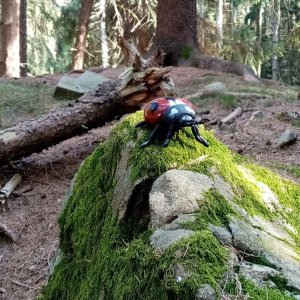Jiřina na vrcholu Paprč - J vrchol (12.4.2025 15:38)
