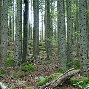 Holi na vrcholu Javorník - Z vrchol II (1.10.2022 11:00)