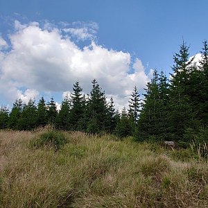 Nojby na vrcholu Vlčí hora (6.9.2021 13:11)