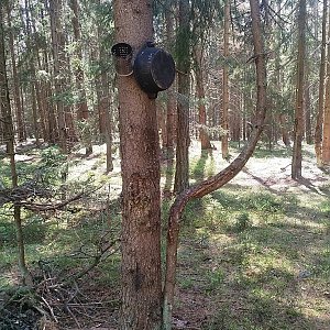 Horalka Anička na vrcholu Bílá skála (8.5.2021)