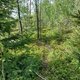 Mykas na vrcholu Kamenný vrch