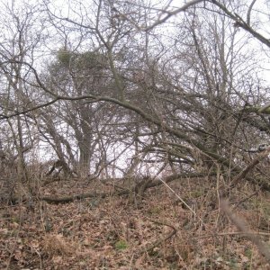 ZdenkaV na vrcholu Horečka (2.2.2025 11:59)