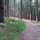 Jiřina na vrcholu Čarták (J vrchol) (15.11.2021 9:45)
