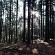 Jiřina na vrcholu Čarták (J vrchol) (15.11.2021 9:45)