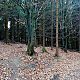 Jiřina na vrcholu Čarták (2. J vrchol) (15.11.2021 9:15)