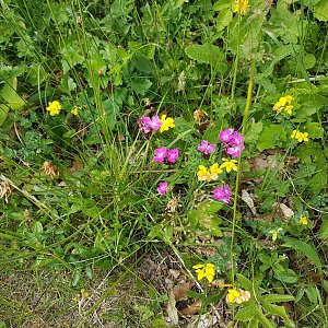 Marcela Kubíčková na vrcholu Horní Vysocka (26.6.2021 9:31)
