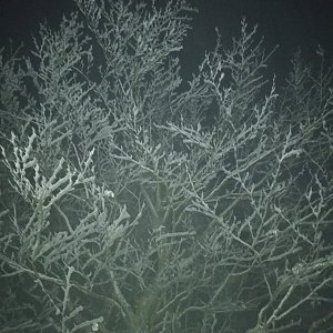Baajaa na vrcholu Velký Javorník (5.2.2021 17:33)