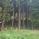 Nojby na vrcholu Dřevařský vrch (10.7.2021 16:12)