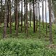 Nojby na vrcholu Paseka Z (10.7.2021 13:40)