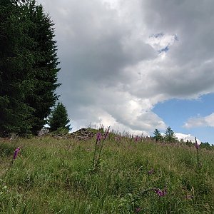 Nojby na vrcholu U Seníku - S vrchol (10.7.2021 14:03)
