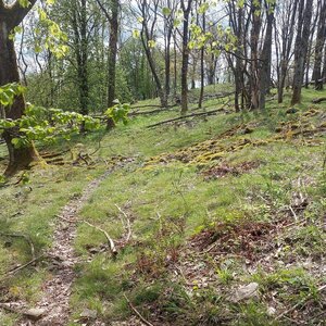 Mykas na vrcholu Kravař (26.4.2024 13:58)