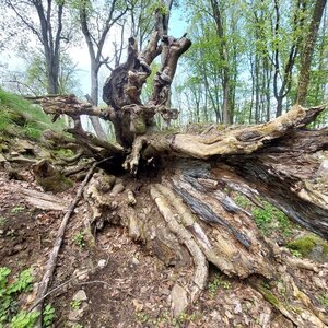 Mykas na vrcholu Příkopy (26.4.2024 13:24)