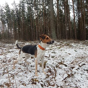 Figgo na vrcholu Dubovka (26.2.2022 9:50)