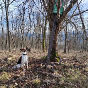 Figgo on the summit of Bělyšov (1.1.2025 11:30)